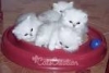 White-Persian-kittens-for-adoption