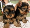 adorable-yorkshire-terrier-puppies-for-sale
