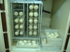 Hatching-a-fertile-parrot-BIRD-eggs-for-sale-hatching-ratio-1-1