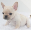 Adorable-French-bulldog-pups