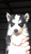cute-male-and-female-siberian-husky-puppy-for-free-adoption