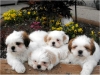 Shih-tzu-Puppies-genuinely-Cute-