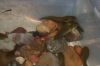 Bullfrog-Tadpoles-Adult-Bull-Frog-for-sale