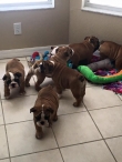 ENGLISH-AND-FREANCH-BULLDOG-PUPPIES-FOR-YOU