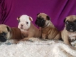 Stunning-Litter-Kc-Show-Quality-French-Bulldogs