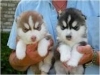 siberian-husky-puppies-for-sale